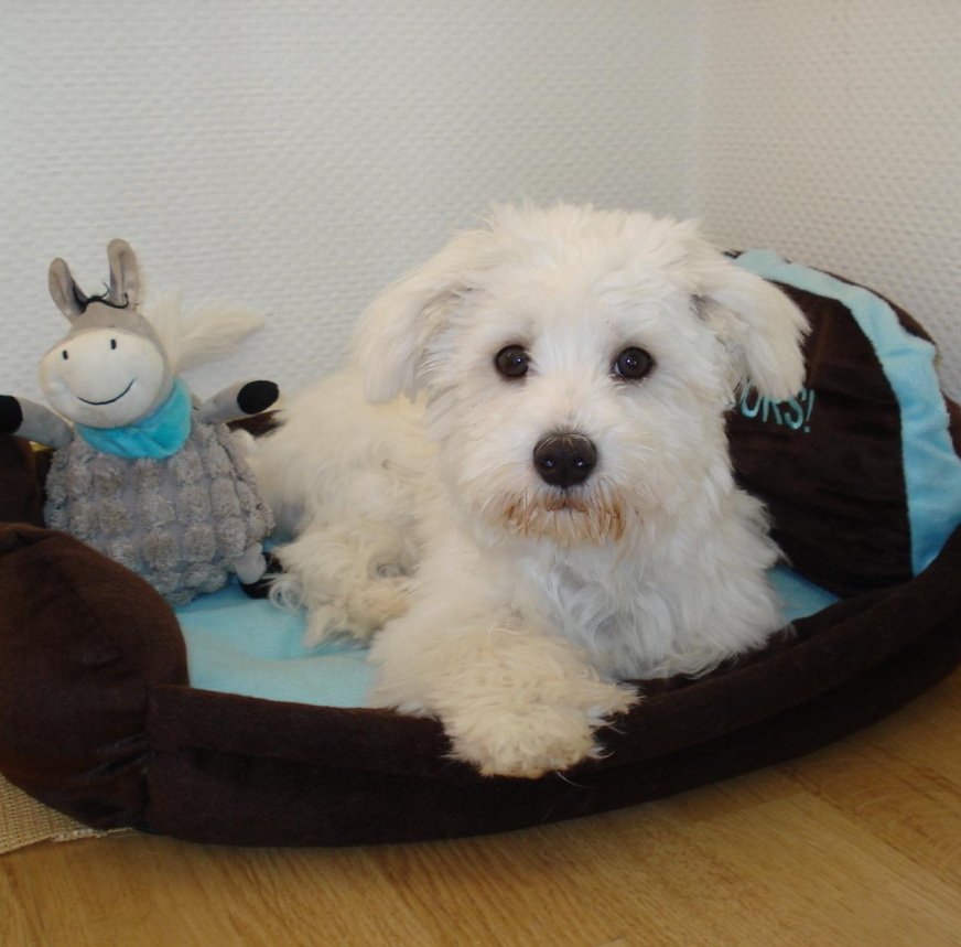 Education Canine Du Val De Loire Education Canine Blois Analyse Comportement