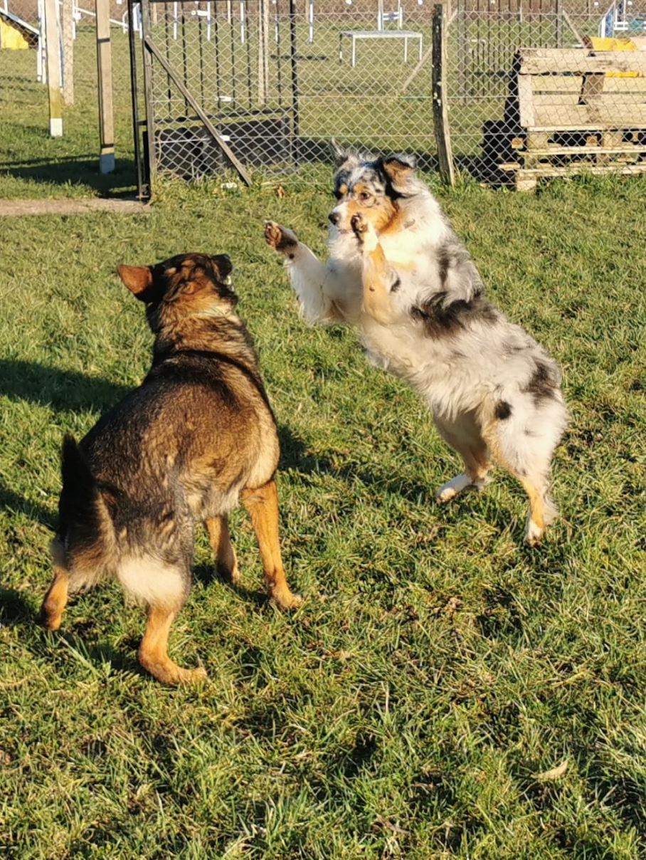 Education Canine Du Val De Loire Education Canine Blois Etape Cle02