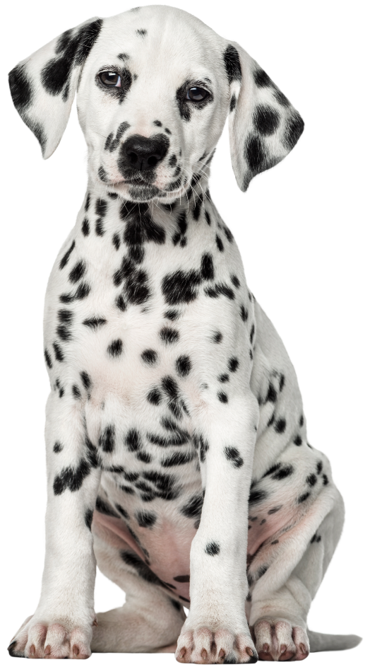 Education Canine Du Val De Loire Education Canine Blois Pts Fort