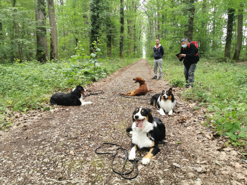 Education Canine Du Val De Loire Education Canine Blois Image 2025 01 22T12 49 08 779Z 1